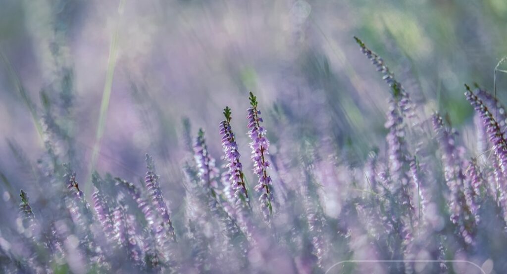 ホームカラーの弊害